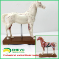 A03(12003) Educational Veterinarian's Plastic Horse Acupuncture Anatomical Models 12003